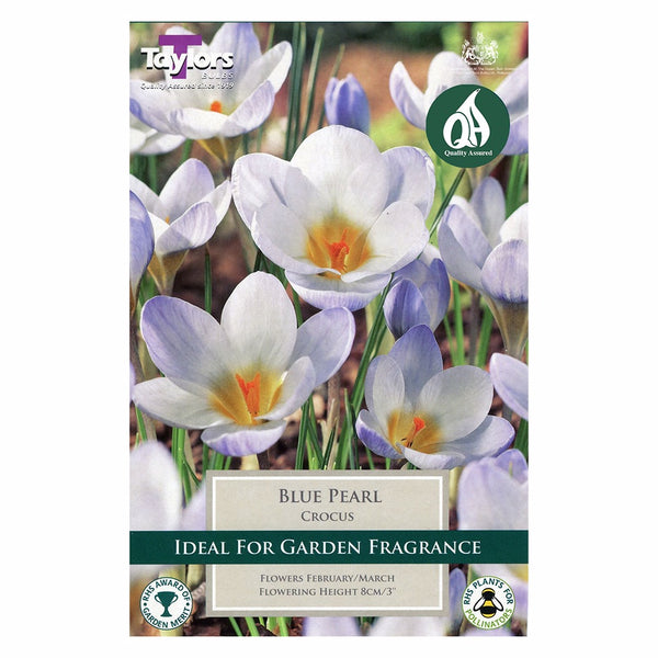 Taylors Bulbs - Crocus Blue Pearl x 10 Bulbs - DeWaldens Garden Centre