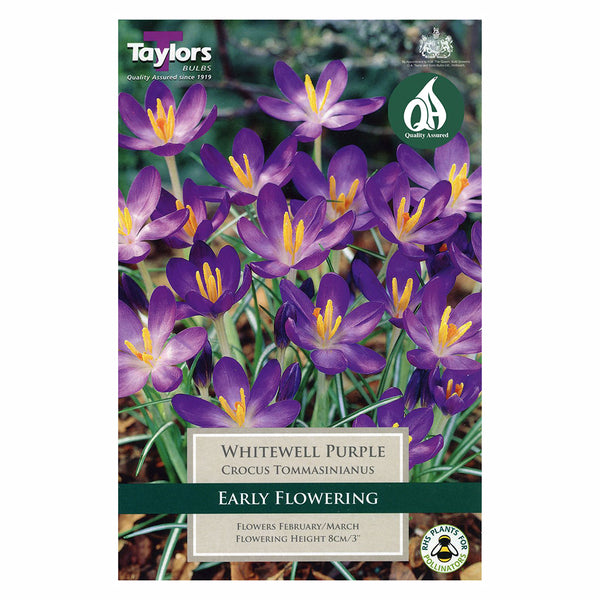 Taylors Bulbs - Crocus Whitewell Purple x 15 Bulbs - DeWaldens Garden Centre