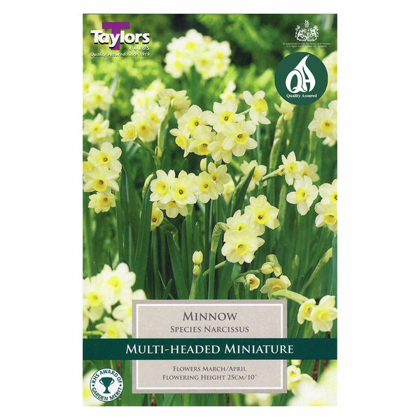 Taylors Bulbs - Narcissus Minnow x 8 Bulbs - DeWaldens Garden Centre