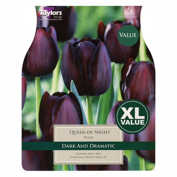 Taylors Bulbs - Tulip Queen of Night x 20 Bulbs - DeWaldens Garden Centre