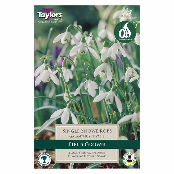 Taylors Bulbs - Galanthus Nivalis Single Snowdrops x 9 Bulbs - DeWaldens Garden Centre