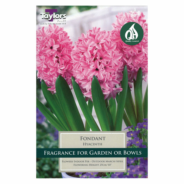 Taylors Bulbs - Hyacinth Fondant x 6 Bulbs - DeWaldens Garden Centre