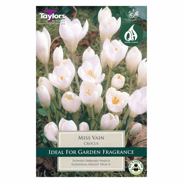 Taylors Bulbs - Crocus Miss Vain x 12 Bulbs - DeWaldens Garden Centre