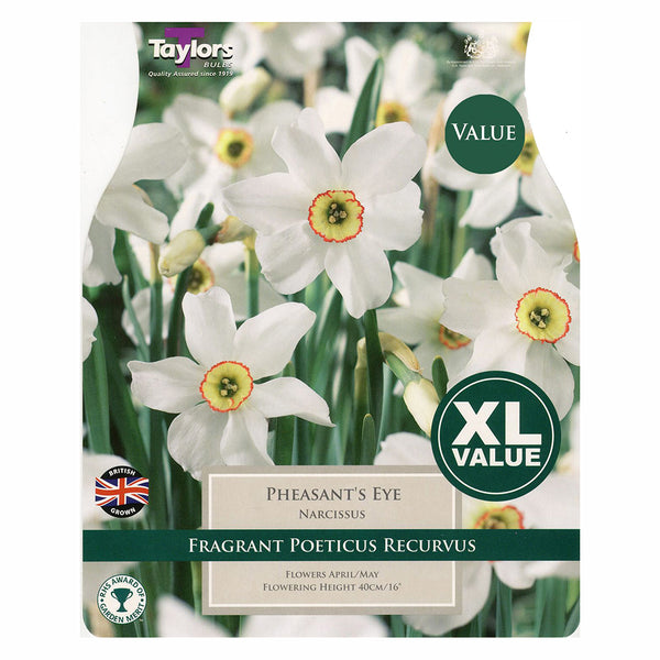 Taylors Bulbs - Narcissus Pheasant's Eye x 15 Bulbs - DeWaldens Garden Centre