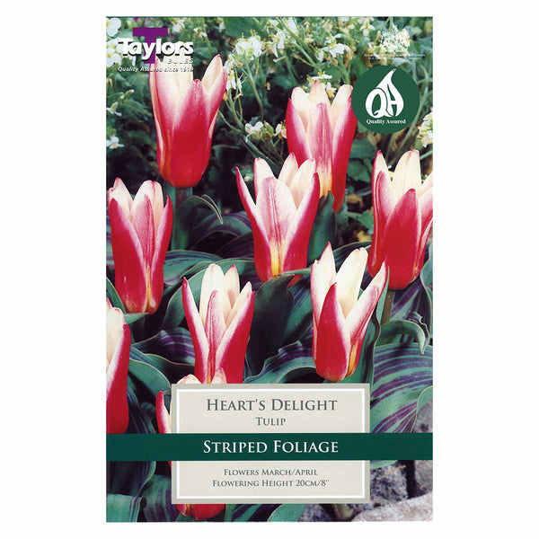 Taylors Bulbs - Tulip Heart's Delight x 8 Bulbs - DeWaldens Garden Centre