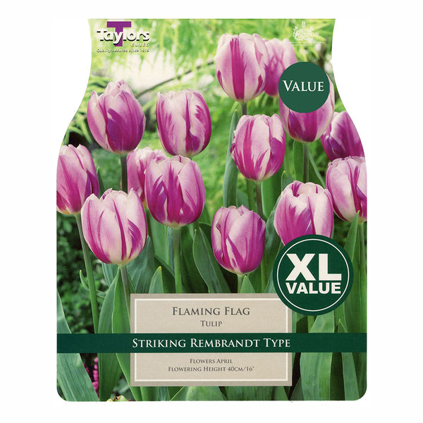 Taylors Bulbs - Tulip Flaming Flag x 20 Bulbs - DeWaldens Garden Centre