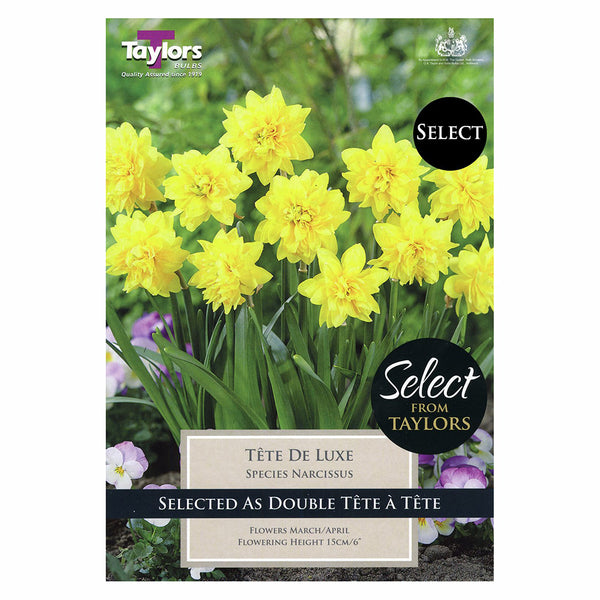 Taylors Bulbs - Narcissus Tete De Luxe x 9 Bulbs - DeWaldens Garden Centre