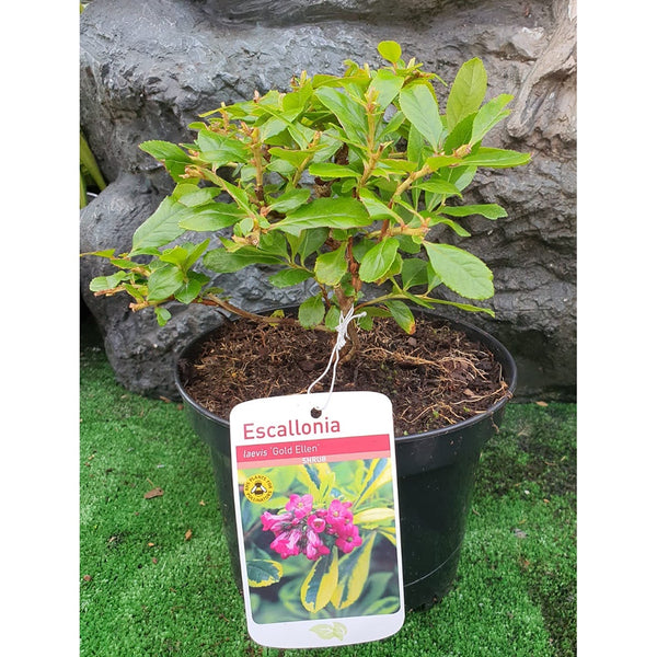 Escallonia Gold Ellen 3L - DeWaldens Garden Centre