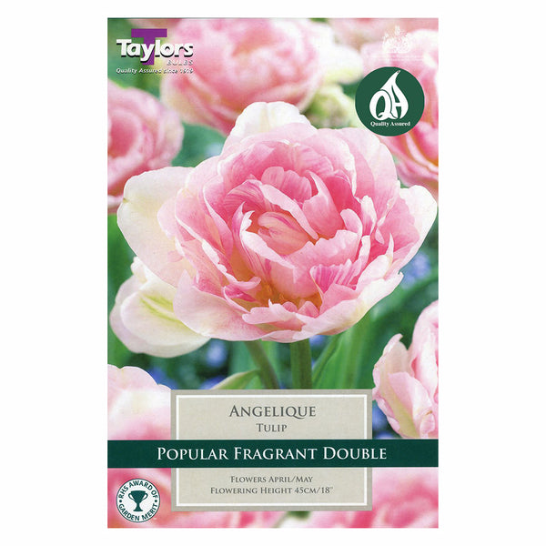 Taylors Bulbs - Tulip Angelique x 15 Bulbs - DeWaldens Garden Centre