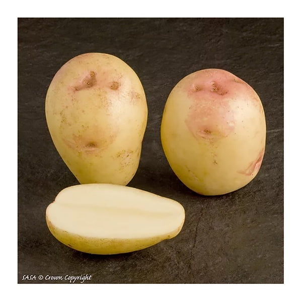 King Edward Seed Potatoes 2.2kg - DeWaldens Garden Centre