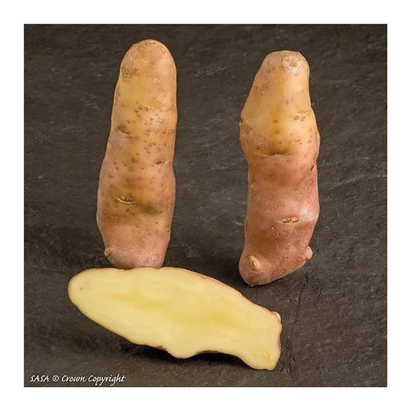 Pink Fir Apple Seed Potatoes 1.7kg - DeWaldens Garden Centre