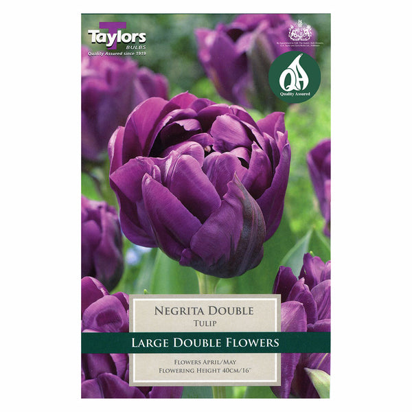 Taylors Bulbs - Tulip Negrita Double x 7 Bulbs - DeWaldens Garden Centre