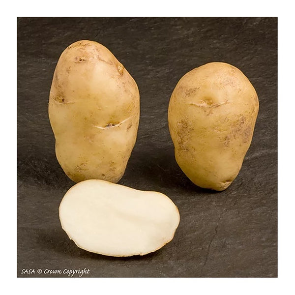 Arran Pilot Seed Potatoes 2.2kg - DeWaldens Garden Centre