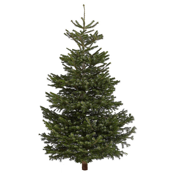 Nordmann Fir Real Christmas Tree - DeWaldens Garden Centre