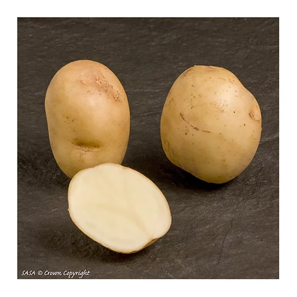 Foremost Seed Potatoes 2.2kg - DeWaldens Garden Centre