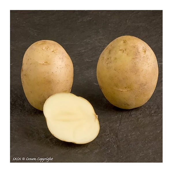 Wilja Seed Potatoes 2.2kg - DeWaldens Garden Centre