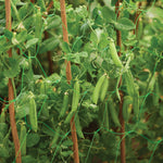 Grow It Pea & Bean Support Netting - DeWaldens Garden Centre
