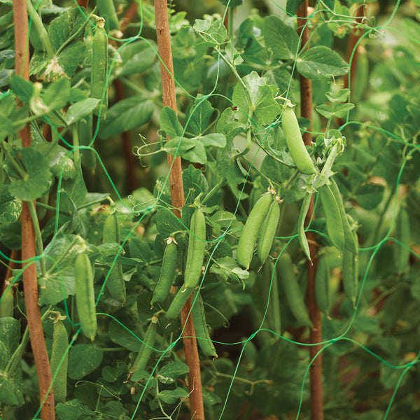 Grow It Pea & Bean Support Netting - DeWaldens Garden Centre
