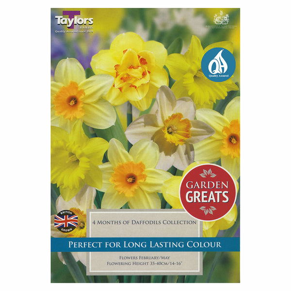 Taylors Bulbs - 4 Months of Daffodils Collection x 30 Bulbs - DeWaldens Garden Centre