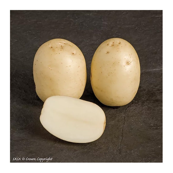 Nadine Seed Potatoes 2.2kg - DeWaldens Garden Centre