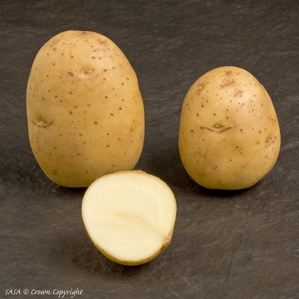 Duke Of York Seed Potatoes 2kg - DeWaldens Garden Centre