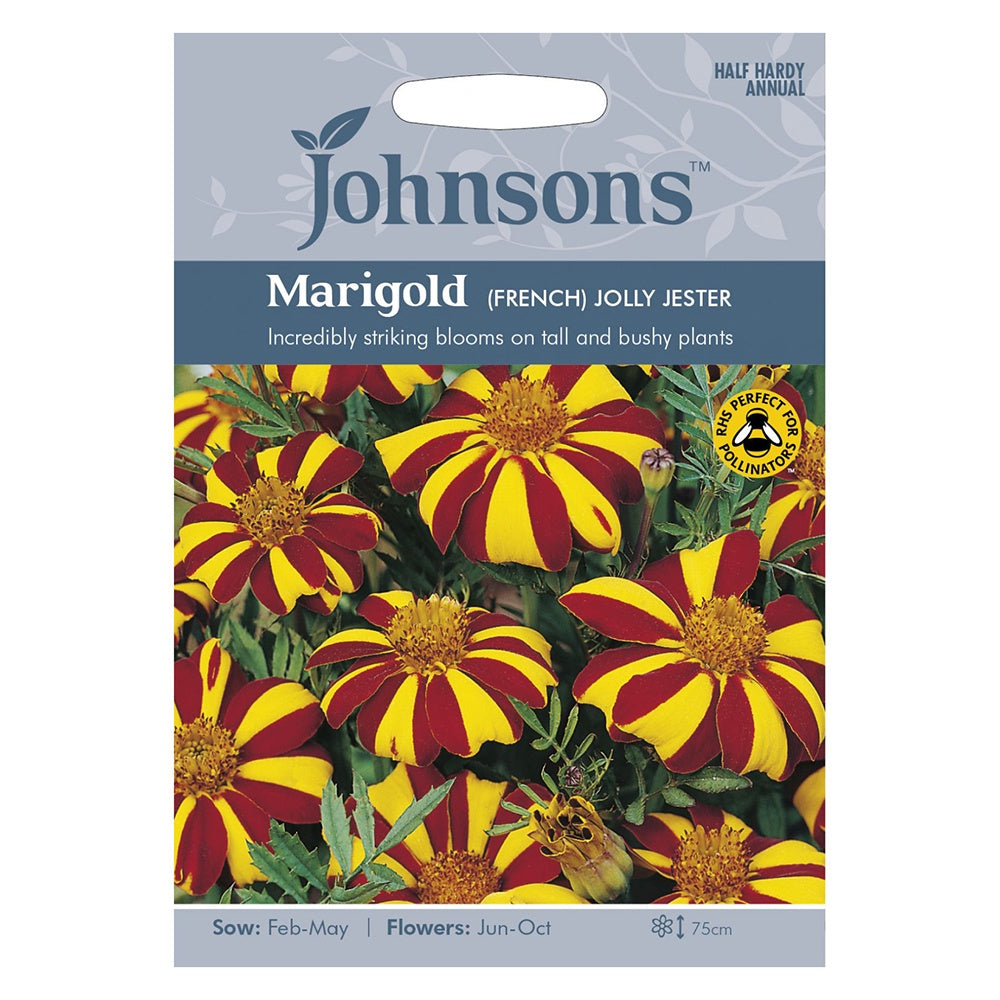Johnsons Marigold (French) Jolly Jester Seeds DeWaldens Garden Centre