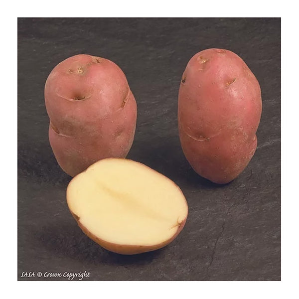 Desiree Seed Potatoes 2.2kg - DeWaldens Garden Centre