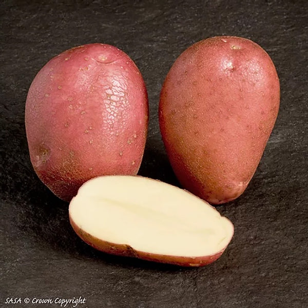 Rooster Seed Potatoes 2kg - DeWaldens Garden Centre