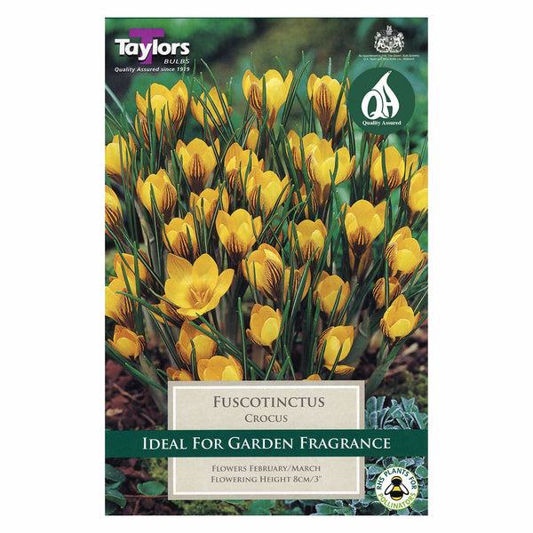 Taylors Bulbs - Crocus Fuscotinctus x 12 Bulbs - DeWaldens Garden Centre