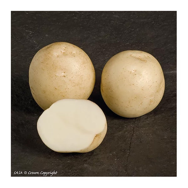 Rocket Seed Potatoes 2.2kg - DeWaldens Garden Centre