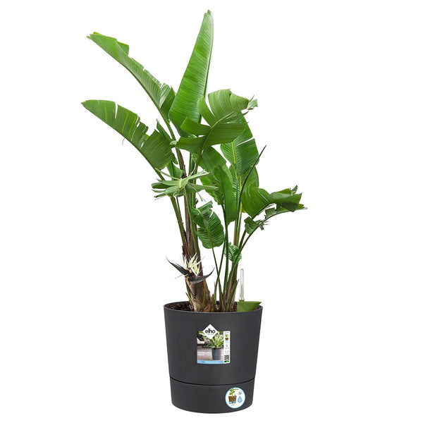 Elho Greensense Aqua Care Round Pot - DeWaldens Garden Centre