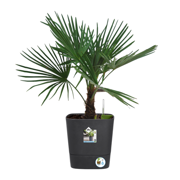 Elho Greensense Aqua Care Square Pot - DeWaldens Garden Centre