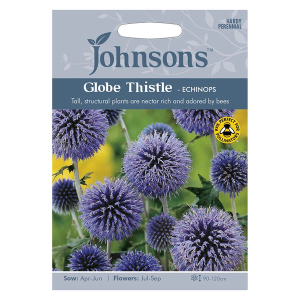 Johnsons Globe Thistle - Echinops Seeds - DeWaldens Garden Centre
