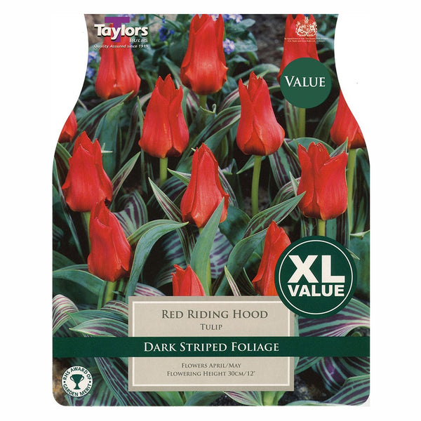 Taylors Bulbs - Tulip Red Riding Hood x 25 Bulbs - DeWaldens Garden Centre