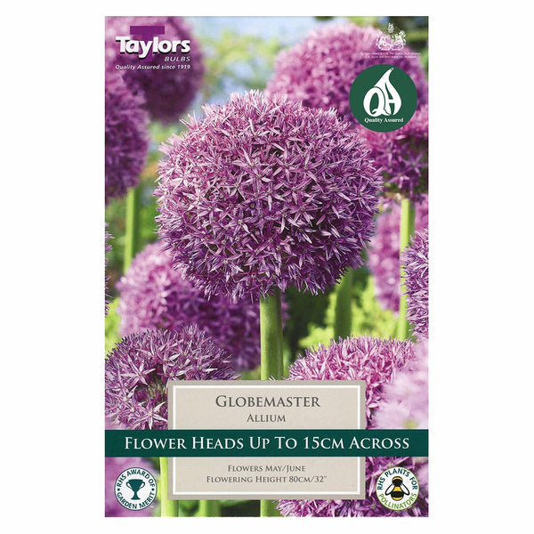Taylors Bulbs - Allium Globemaster x 1 Bulb - DeWaldens Garden Centre