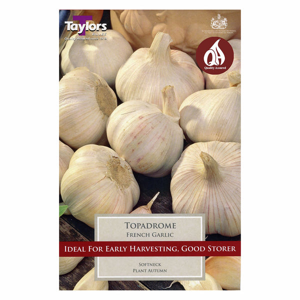 Taylors Bulbs - French Garlic Topadrome x 2 - DeWaldens Garden Centre