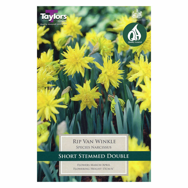 Taylors Bulbs - Narcissus Rip Van Winkle x 8 Bulbs - DeWaldens Garden Centre