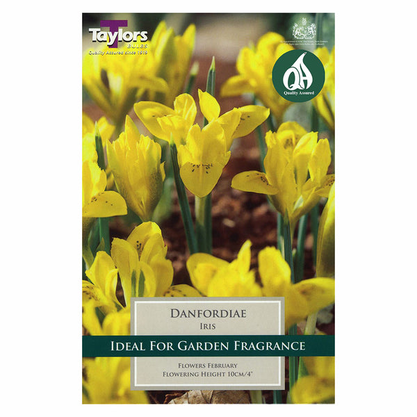 Taylors Bulbs - Iris Danfordiae x 7 Bulbs - DeWaldens Garden Centre