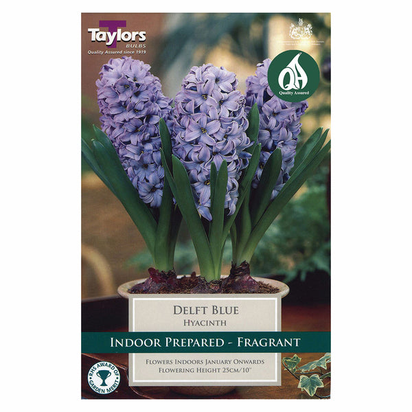 Taylors Bulbs - Hyacinth Delft Blue x 4 Bulbs - DeWaldens Garden Centre