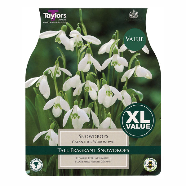 Taylors Bulbs - Snowdrops x 25 Bulbs - DeWaldens Garden Centre