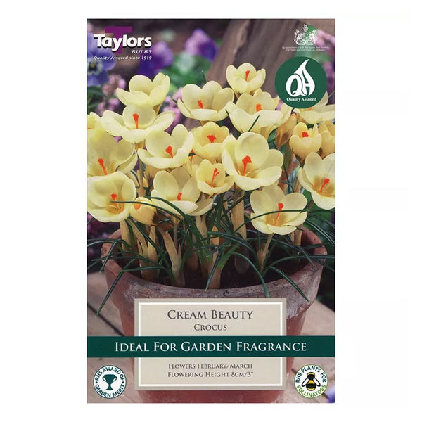 Taylors Bulbs - Crocus Cream Beauty x 12 Bulbs - DeWaldens Garden Centre