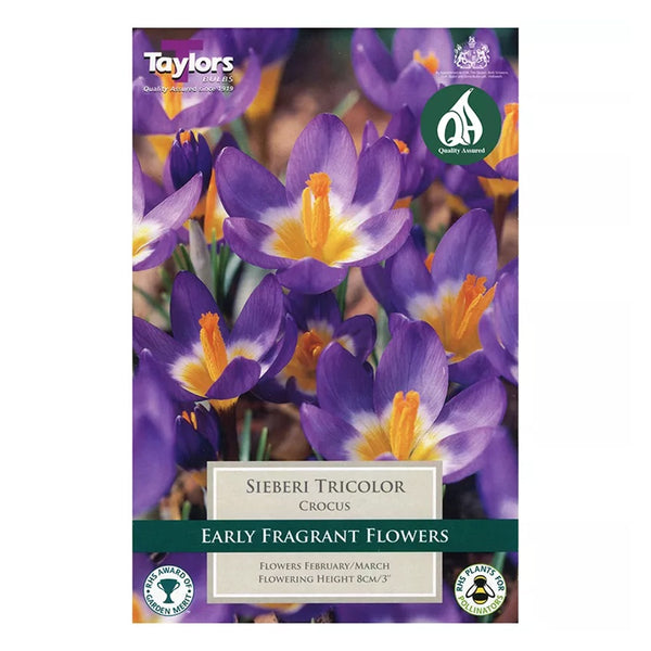 Taylors Bulbs - Crocus Sieberi Tricolour x 10 Bulbs - DeWaldens Garden Centre
