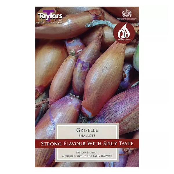 Taylors Bulbs - Griselle Shallots x 6 - DeWaldens Garden Centre