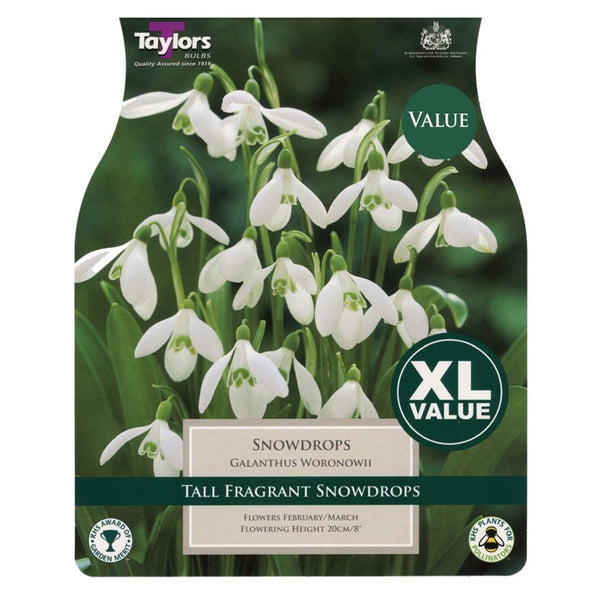 Taylors Bulbs - Single Snowdrops Value Pack x 20 Bulbs - DeWaldens Garden Centre