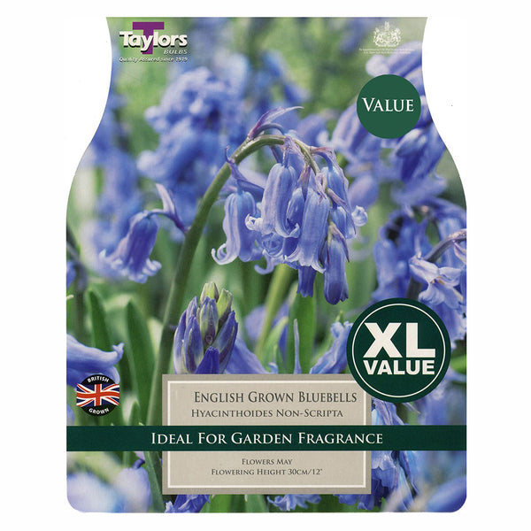 Taylors Bulbs - English Grown Bluebells x 15 Bulbs - DeWaldens Garden Centre