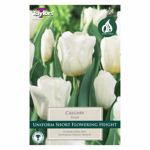 Taylors Bulbs - Tulip Calgary x 6 Bulbs - DeWaldens Garden Centre