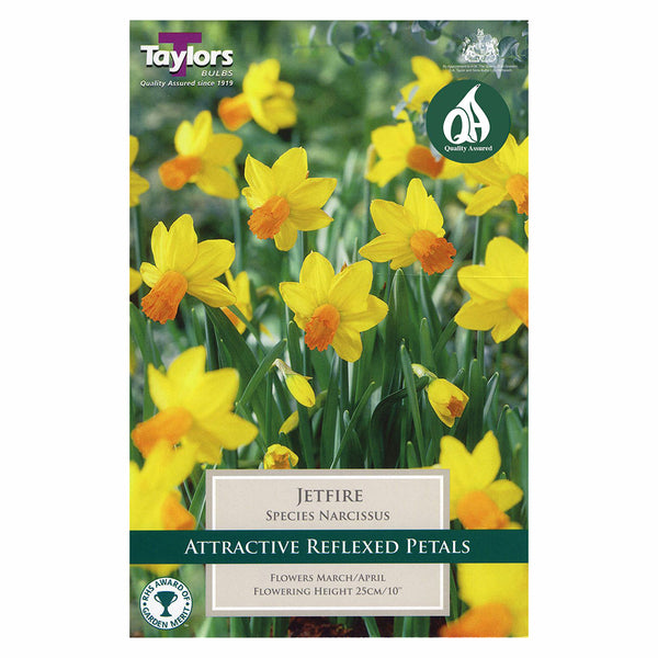 Taylors Bulbs - Narcissus Jetfire x 7 Bulbs - DeWaldens Garden Centre