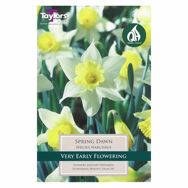 Taylors Bulbs - Narcissus Spring Dawn x 6 Bulbs - DeWaldens Garden Centre