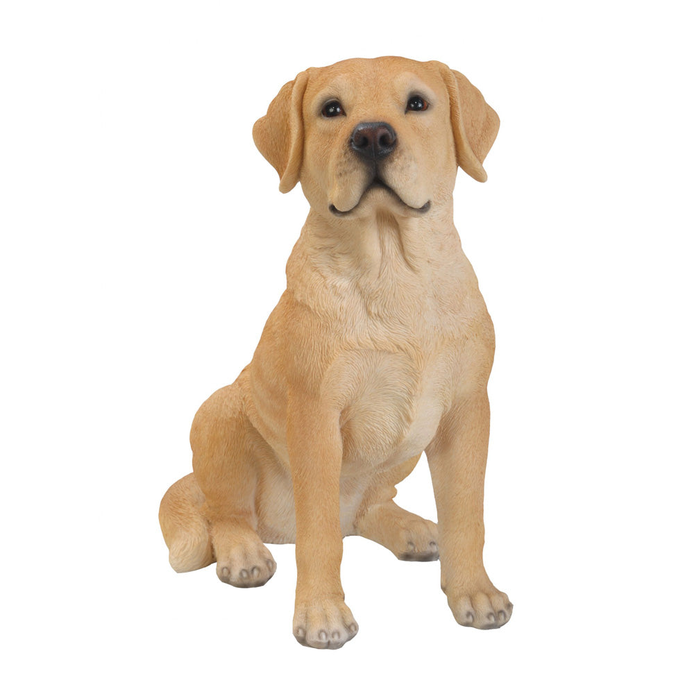 Gouden Labrador Dat in Een Pool Van Water Springt Stock Foto - Image of